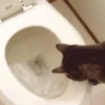 Sense X toilet liontoilet ฟีดดดシ liondiet fypシ゚ กินตามบังบอย - Sound