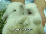 Cat saying Huh!