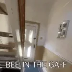 bee in the gaff - Sound
