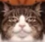 Tiktoky Snitch (huh cat x sneaky snitch)