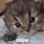 meow meow meow meow meow
