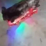 firutruck cat