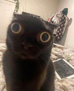 stand proud hajime no