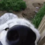 Dog Sniffing