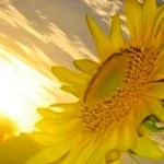 SUN KISSES - Citizen