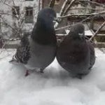 Pigeon AI #24