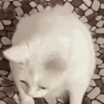 puke burp fart