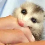 Flashbang Sound Effect