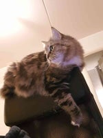 Elevator Music (Kevin MacLeod) Gaming Background Music (HD)