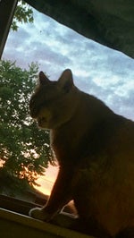 Black man scream sound effect