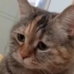 Sad Meow Song