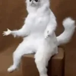 porque