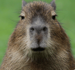 Capybara After Party Pull Up