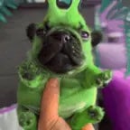 boogie wugii+ABSOLUTE CINEMA