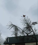 Screaming Chicken
