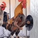 Screaming chicken on tree meme slowed