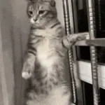 cat chant