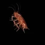 la cucaracha - Sound