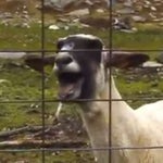 Screaming sheep