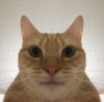 "wHa iN dA fAh In DIs"