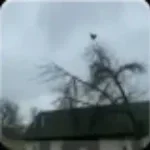 Looping the rooms screaming chicken (copy)