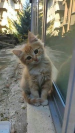 Ho Ho Ho Santa Claus Christmas Sound Effect