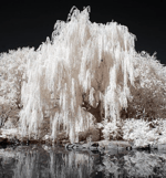 空中ブランコ Kuuchu Buranko Plastic Tree