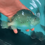 Very Beautiful, Very Powerful