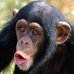 bence a nok majmok wearethevr