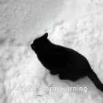 cats in the cold