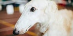 Borzoi 1/2