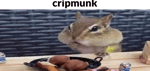 chipmunk