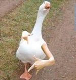 PILLAR CHASE 2 WYST Chase Theme