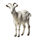 Man Screaming CEEDAY Sound Effect (HD)