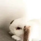 rabbit sneeze