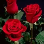 BLOOM FORTH - 1 שכבה