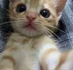 whatever daddy wants daddy gets