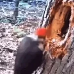 Birb