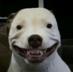 Dizzy bird sound effect