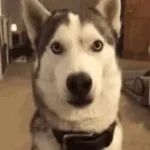 Don't Woof