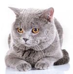 Netfit ütemezett fekvőtámasz teszt 1 80