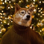 Chryzantemy Złociste - Sound