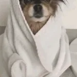 просто я воняю - Sound