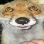 fnaf ambiance - Sound