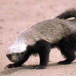 Shut up, let mommy trashtalk - Aussie Man Reviews