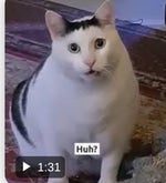 huh (cat meme) - Sound