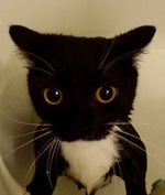 SpongeBob Bubble Transition sound effect