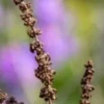 better scramble like an egg before you get folded