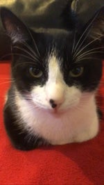 I just lost my dog French cover (Louder)