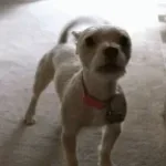 bark fart remix